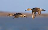 Ducks In Flight_39455